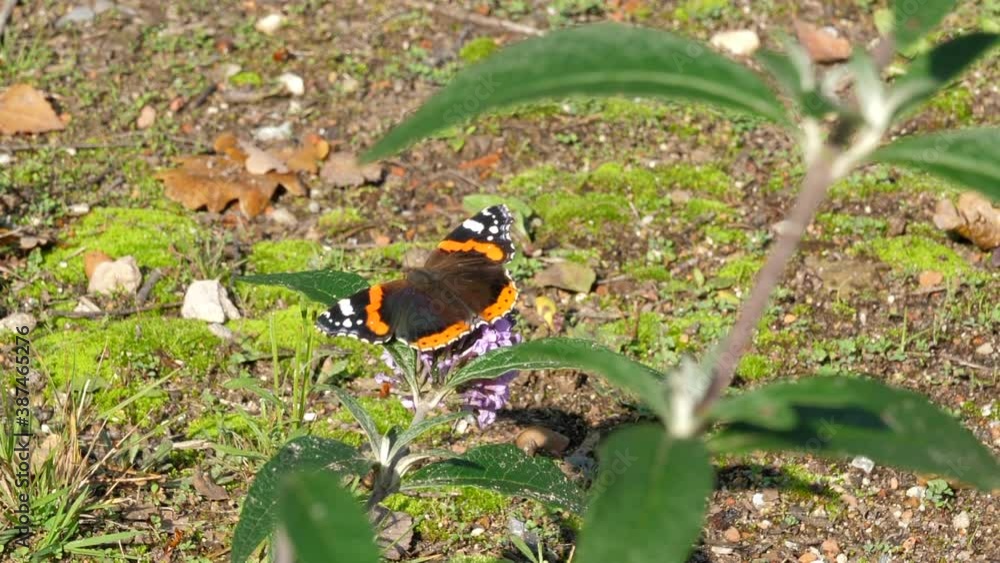 Beautiful Vanessa Atalanta Feeding On The Purple Flower - Red Admiral Butterfly - close up shot Beautiful Vanessa Atalanta Feeding On The Purple Flower - Red Admiral Butterfly - close up shot