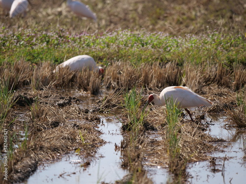 Toki or Japanese crested ibis or Nipponia nippon eating at rice field in Sado island
 photo