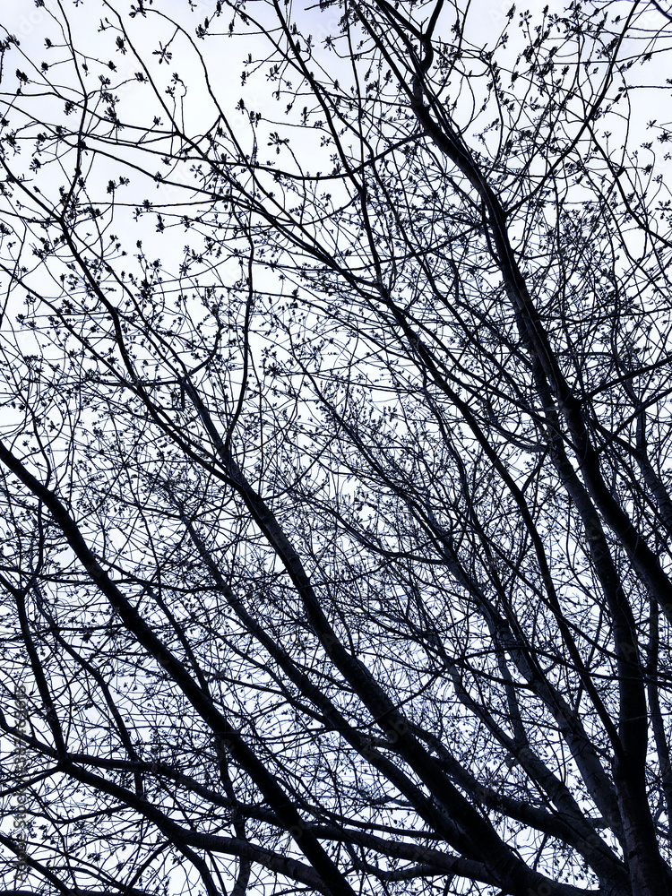 tree in the sky tree in the sky
