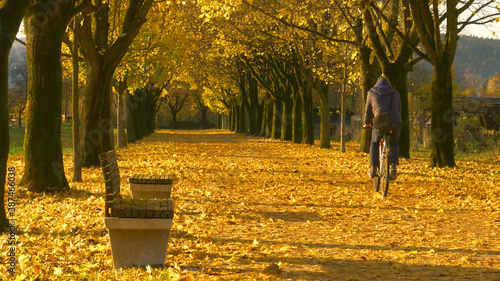 Fotografie Unrecognizable man rides his bike down the avenue full of colorful fallen leaves