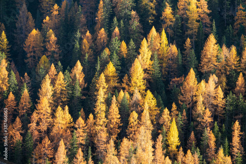 AERIAL: Flying over a larch tree forest covering the landscape under Dolomites