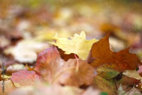 Autumn Landscape with Yellow Fallen Leaves