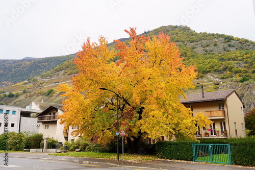 Amazing Autumn in Martigny, Canton of Valais, Switzerland
