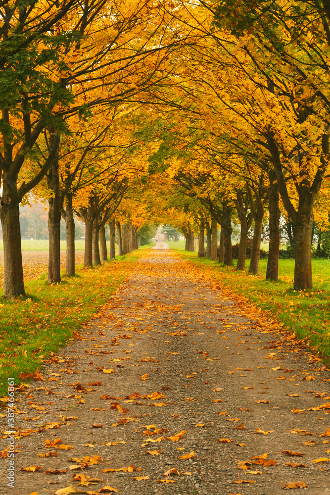 Naklejka premium Allee im Herbst mit Bäumen