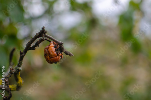 Apple dried and rotten on a tree during fall