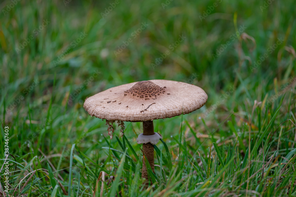 mushroom in the forest