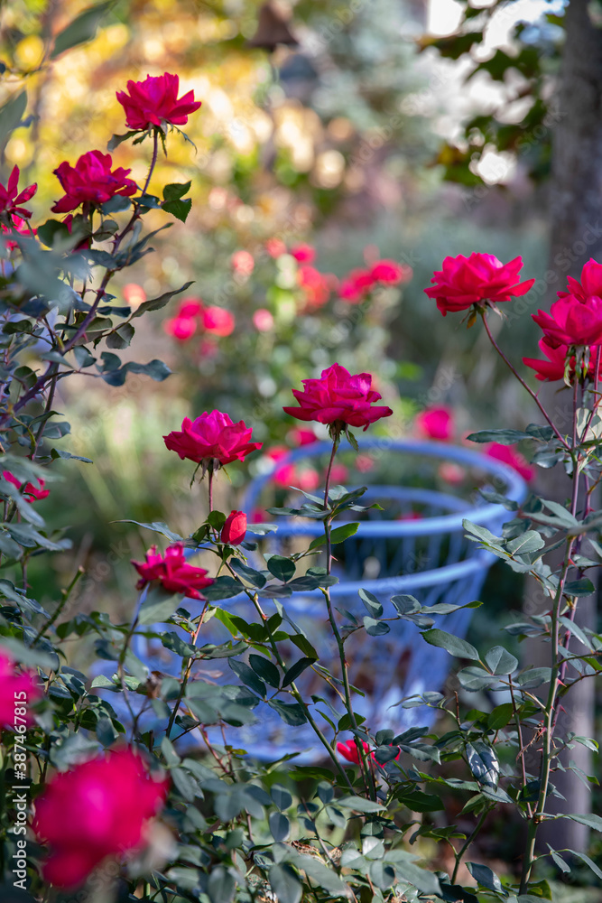 Abundant blooming cherry red knockout roses bursting with blossoms in their fall bloom, taller than the blue garden benches. 