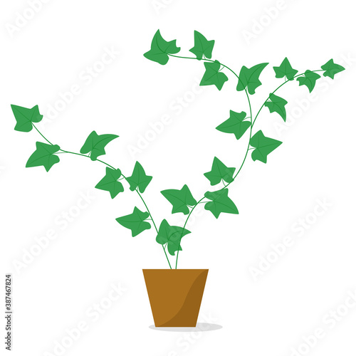 Ivy. Indoor plant in a pot. Isolated vector image