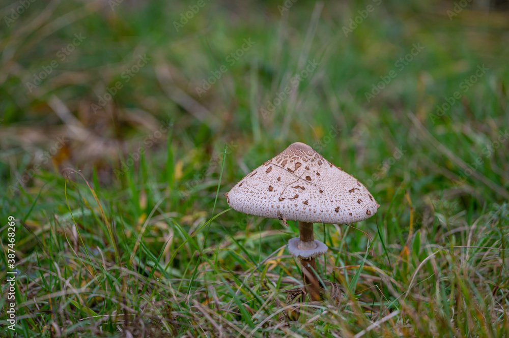 mushroom in the forest mushroom in the forest
