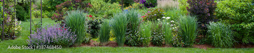 Horizontal Banner of Living fence of grasses and hedges including Northwind grasses, blue catmint, an arbor, and royal purple smokebush photo