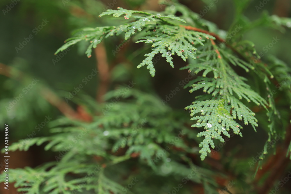 Tuika branch with a drop of rain on it