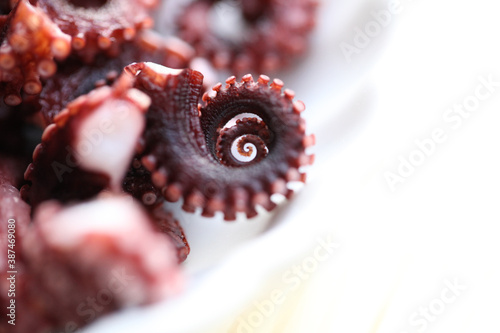Macro of Golden Spiral in Octopus Tentacles 
