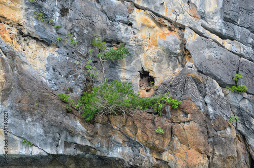 Bird nests in the rock.