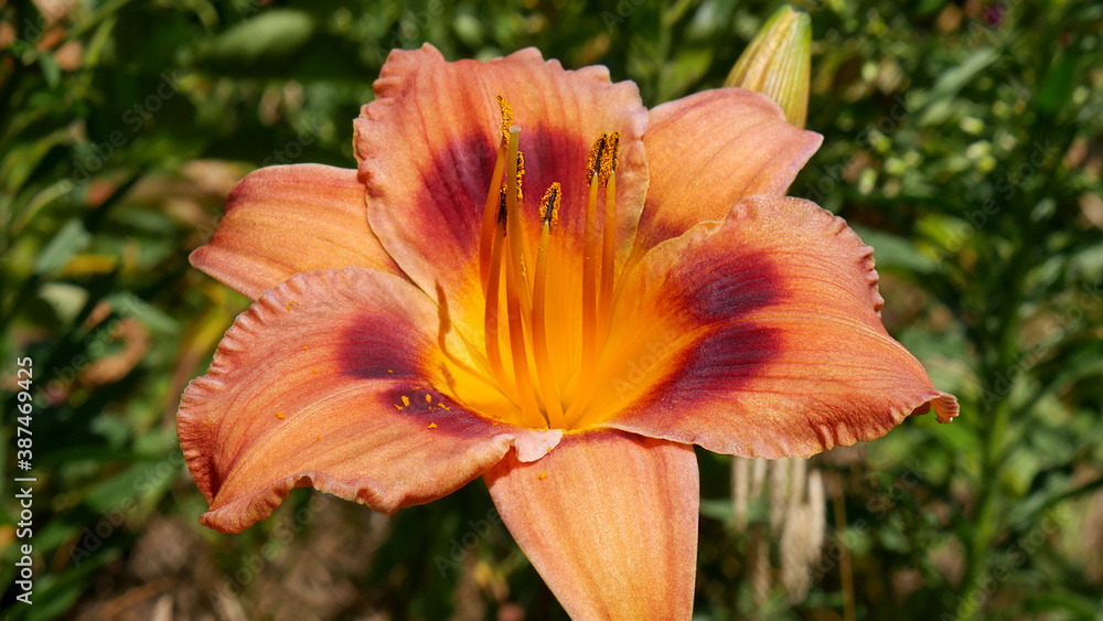 Fototapeta premium Close-up of an orange of Hemerocallis of the large-flowered variety Duke of Durham.