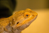 Portrait of a bearded dragon lizard