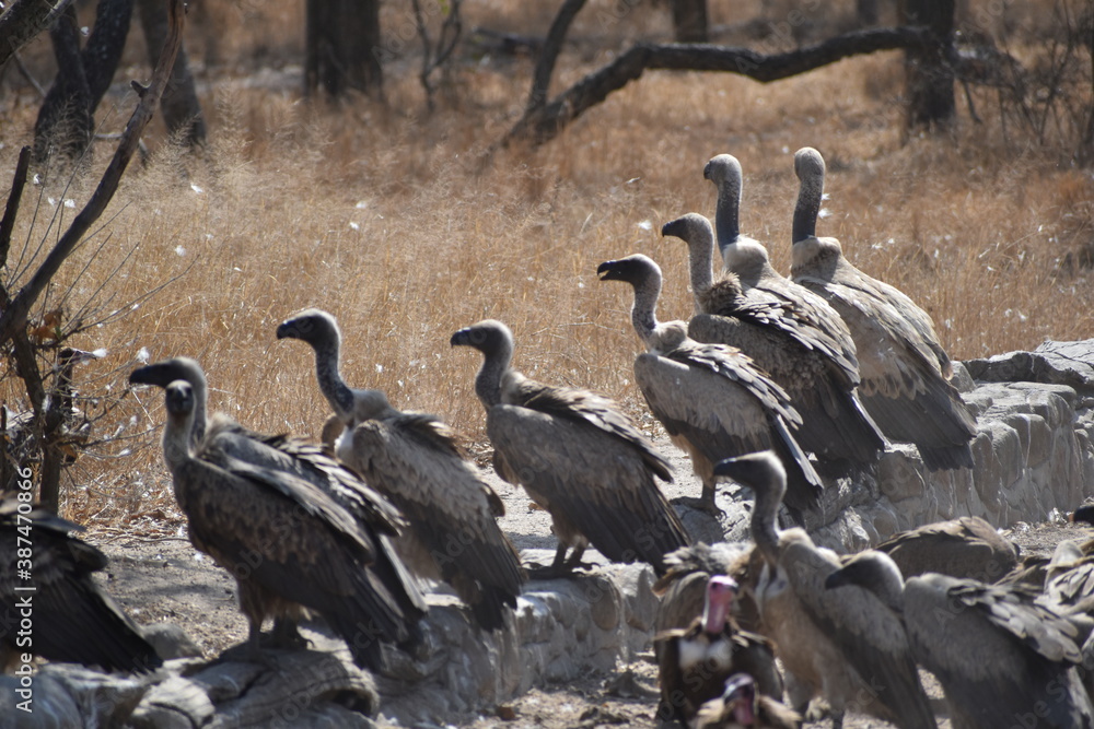 Obraz premium army of scavengers