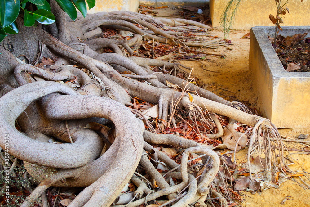 nice multitude of aerial roots of ficus nice multitude of aerial roots of ficus