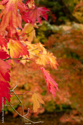 Acer maple trees in a blaze of autumn colour, with fallen leaves on the ground, photographed at Westonbirt Arboretum, Gloucestershire, UK.