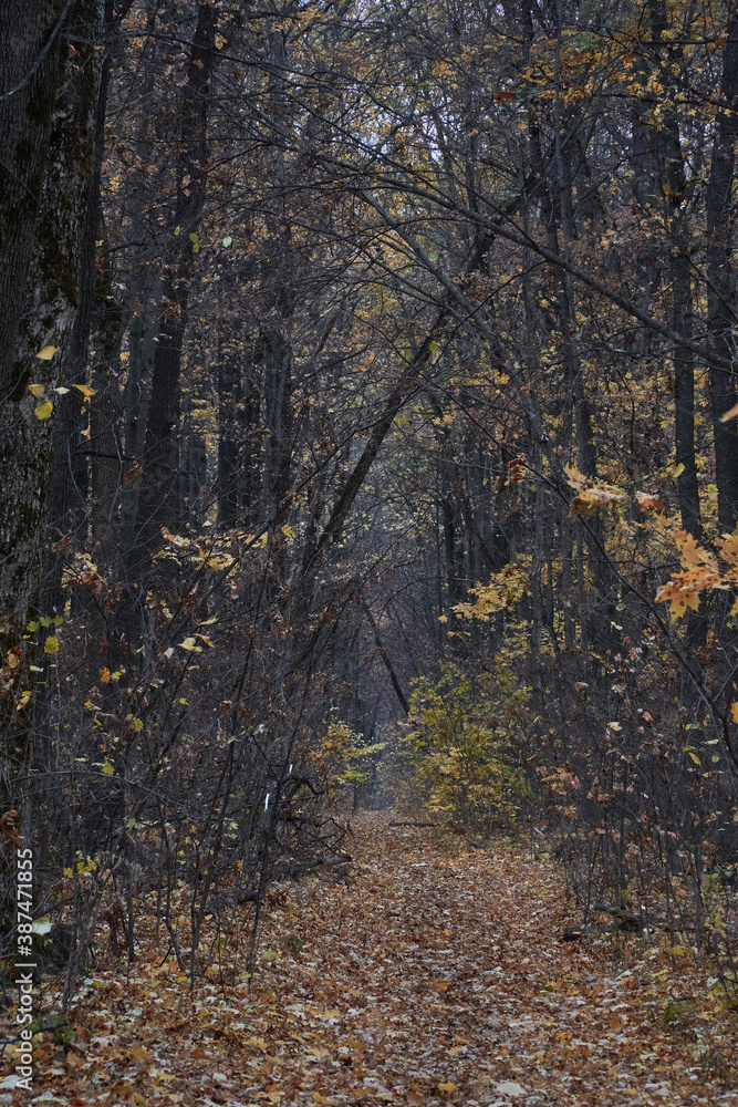 Autumn leafy path through the oak grove Autumn leafy path through the oak grove