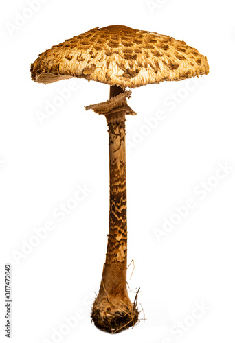 parasol mushroom on a white background (Macrolepiota procera, Lepiota procera)
