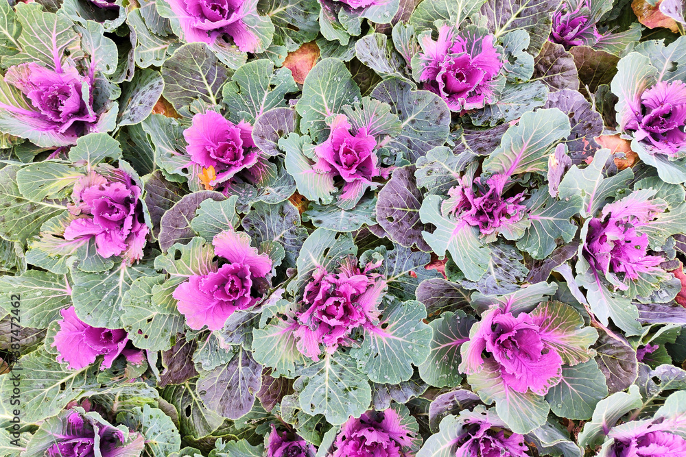 Cabbage with buds growing on the ground Cabbage with buds growing on the ground