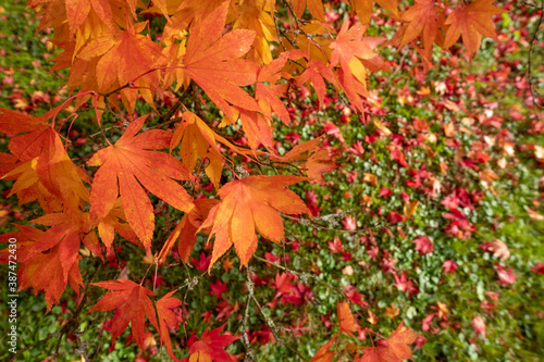 Acer maple trees in a blaze of autumn colour, with fallen leaves on the ground, photographed at Westonbirt Arboretum, Gloucestershire, UK.