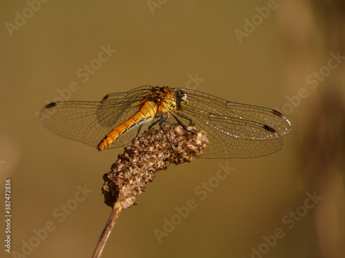 Black-tailed skimmer - female (Orthetrum cancellatum) - large yellow dragonfly on dry flower stalk, Gdansk, Poland photo