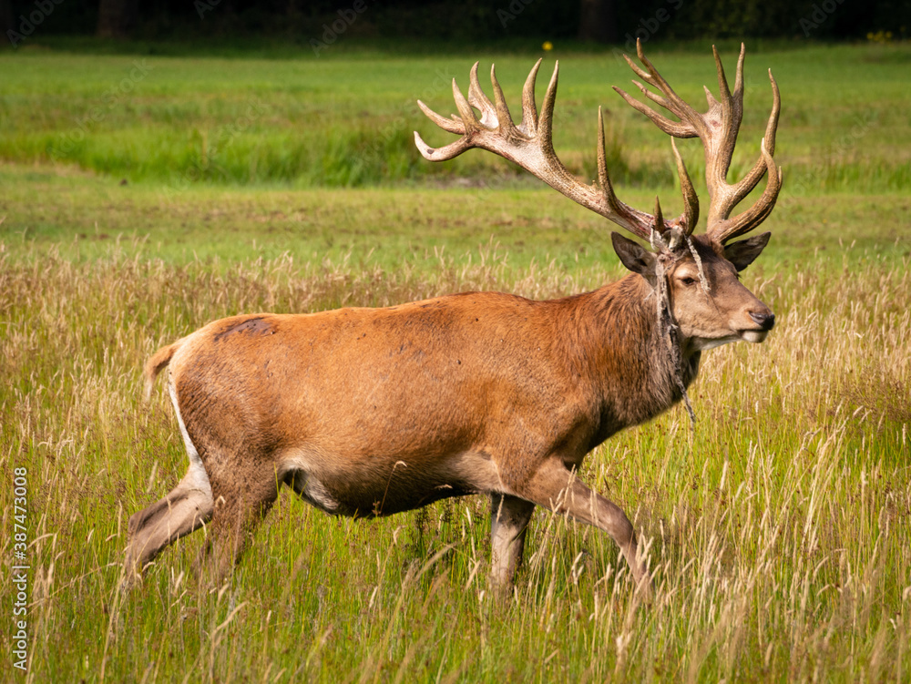 deer in the grass deer in the grass