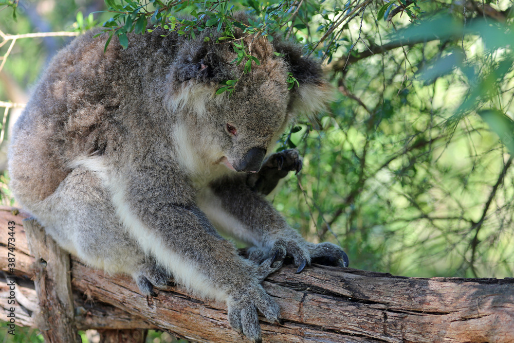 Koala scratching - Phillip Island, Victoria, Australia Koala scratching - Phillip Island, Victoria, Australia