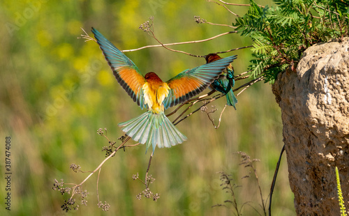 Żołna ptak Meropidae