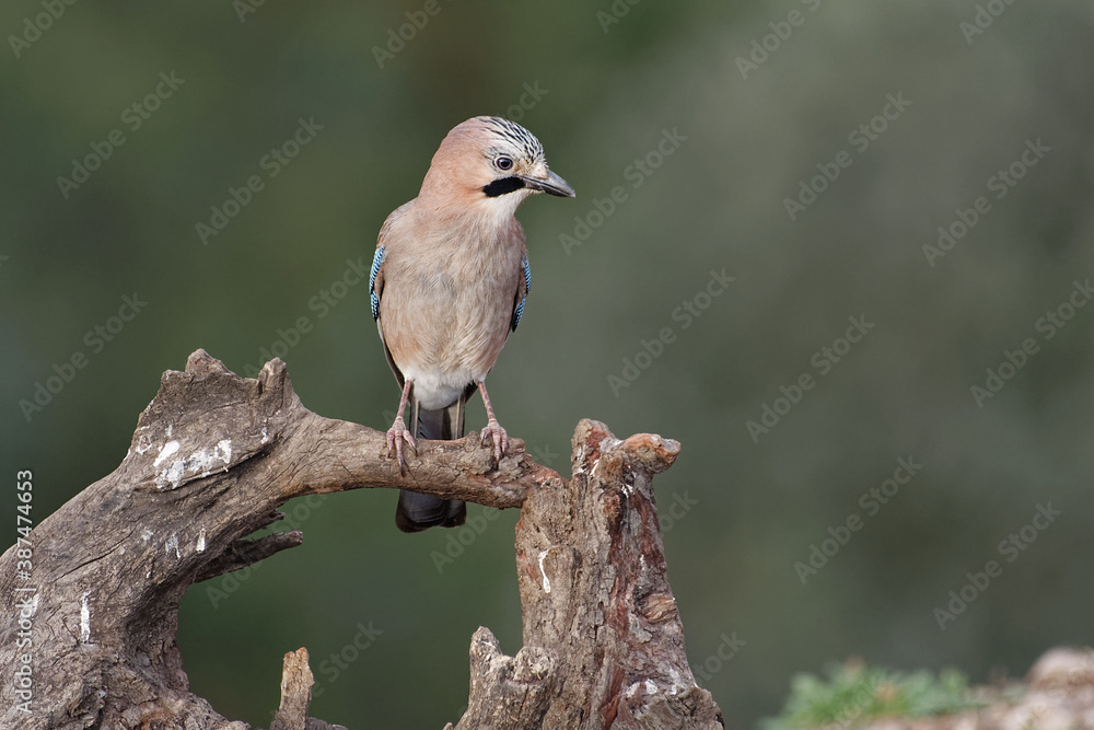 Fototapeta premium Eurasian Jay (Garrulus glandarius) in Sierra Morena (Spain)