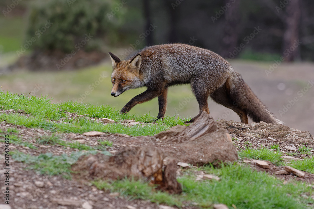 Red Fox (Vulpes vulpes) in Sierra Morena (Spain) Red Fox (Vulpes vulpes) in Sierra Morena (Spain)
