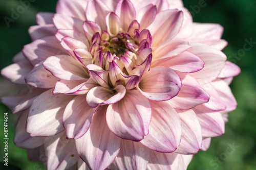 Pink Dahlia flower close up © SHRUB LIZAVETA