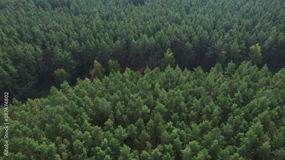 Aerial Pine Forest Top View Aerial Pine Forest Top View
