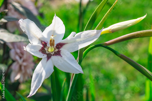 White flower of Acidanthera close-up. Scented gladioli