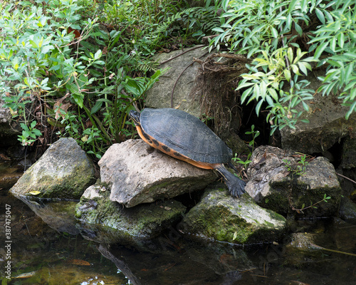 Red-bellied turtle stock photos. Close-up profile view on a moss rock by the water with a foliage background in its habitat and environment.Image. Picture. Portrait.