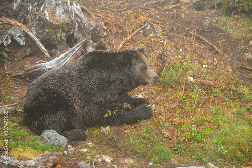 A male grizzly bear (Ursus arctos horribilis) in the woods photo