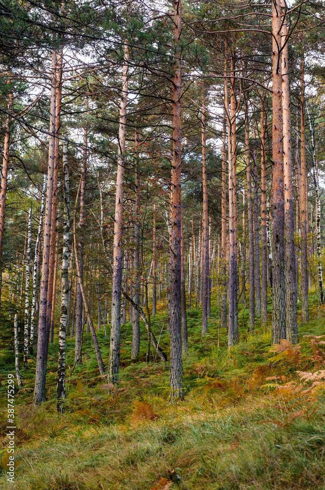 forest in autumn forest in autumn