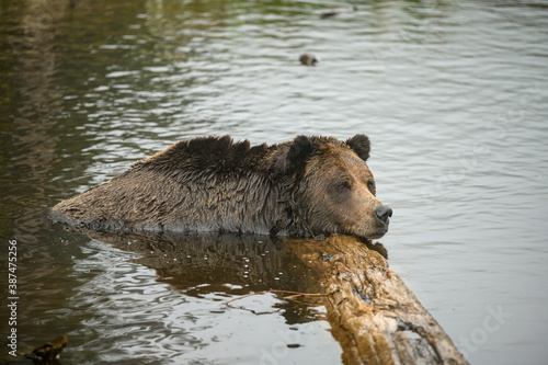 Grizzly Bear  Ursus arctos horribilis  having rest in the water