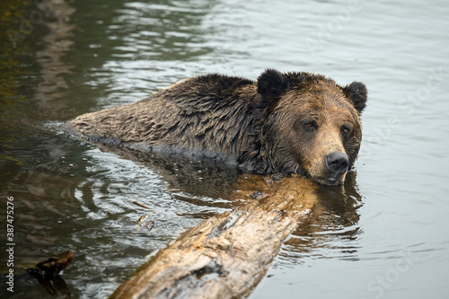 Grizzly Bear (Ursus arctos horribilis) having rest in the water © Ferenc