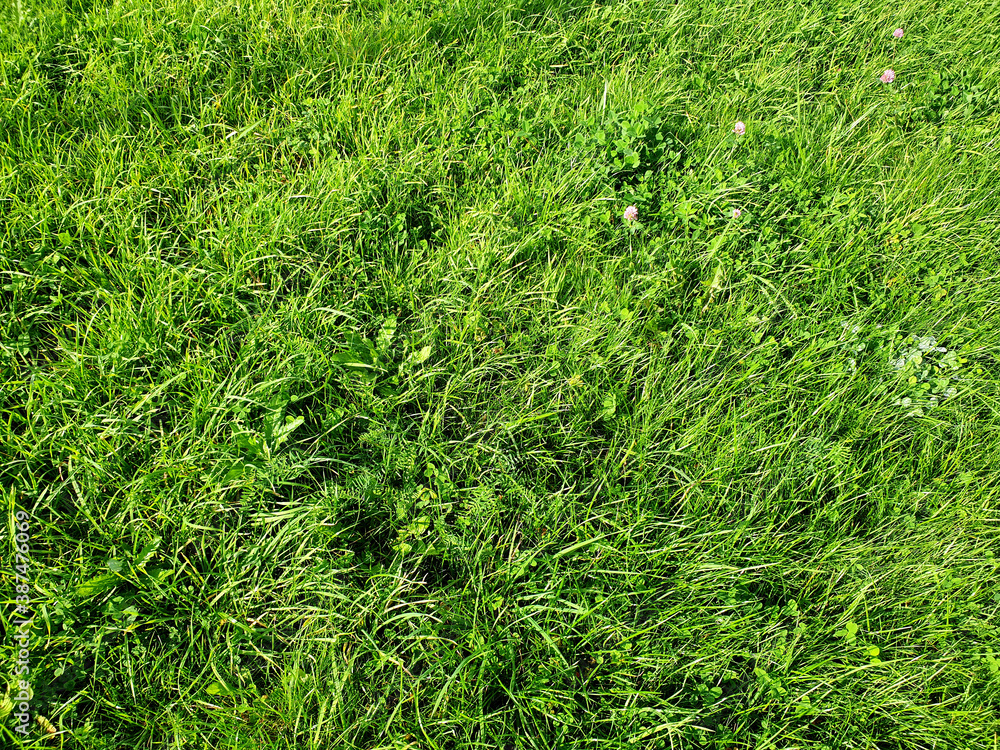 Green grass texture background. Natural background green grass texture. Green grass texture background. Natural background green grass texture.