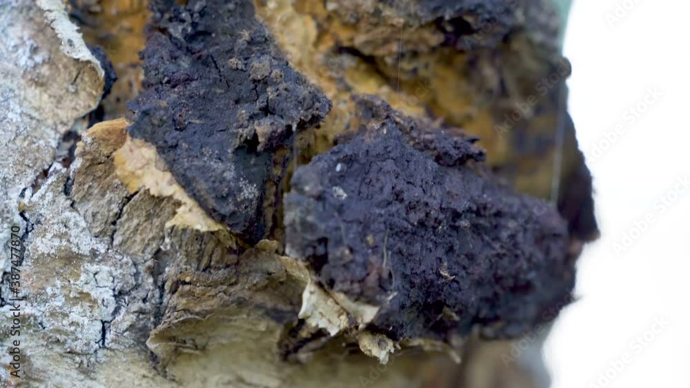 The black fungus on the big tree trunk The black fungus on the big tree trunk