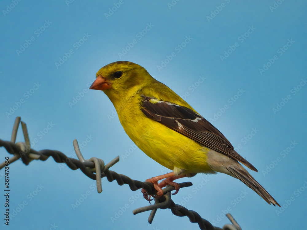 Obraz premium American Goldfinch Female Bird Perched on a Barbed Wire Fence with a Bright Blue Sky in the Background