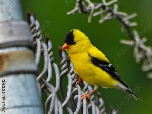 American Goldfinch Male Bird Perched on Fence with Barbed Wire in Background 