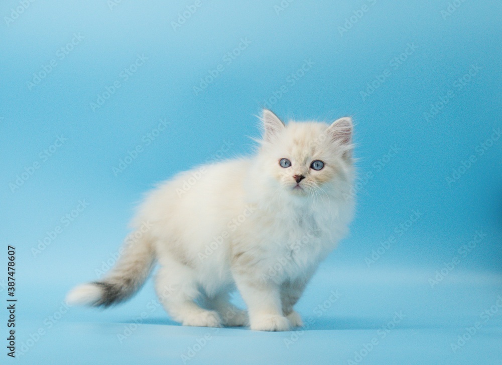 Fototapeta premium Kitten on a blue background