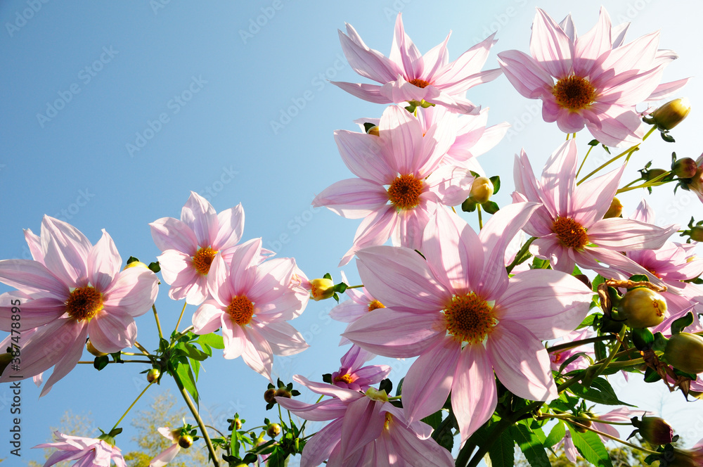 青空とコダチダリアの花