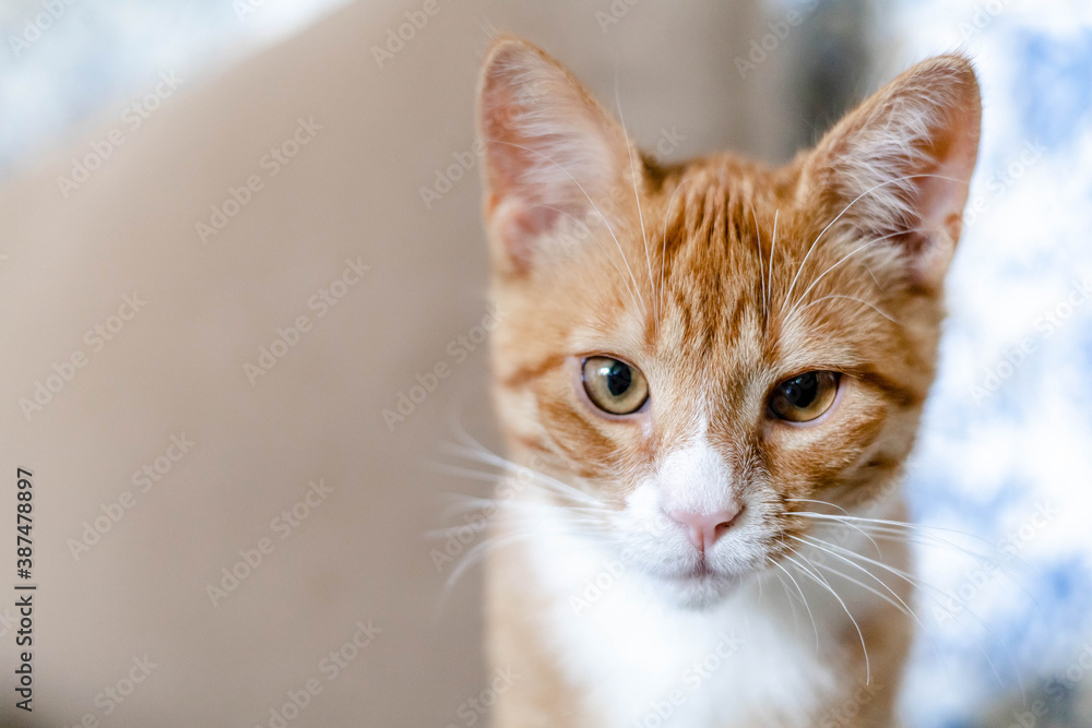 close-up of the muzzle of a ginger cute kitten