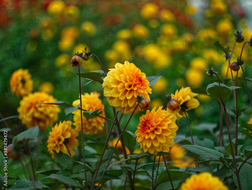 Dahlia flowers. Beautiful orange flowers on green leaves background. Autumn chrysanthemum. Floral concept with warm colors. Dahlia flowers. Beautiful orange flowers on green leaves background. Autumn chrysanthemum. Floral concept with warm colors.
