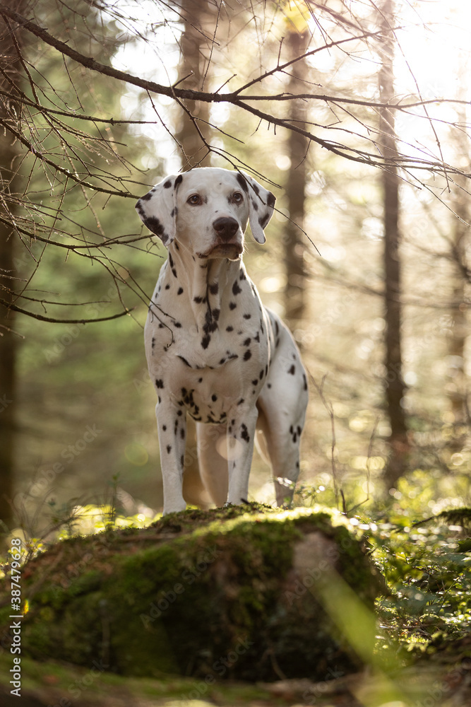 Dalmatian in the woods harz mountain