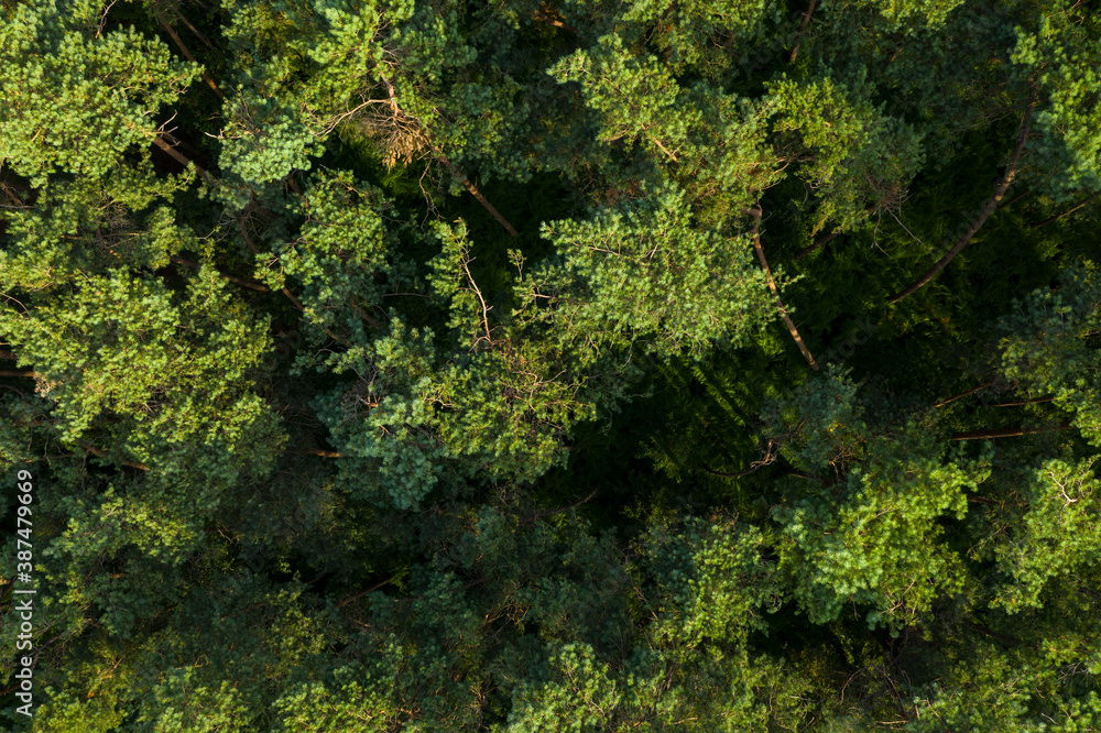 Top down aerial view of a forest, in a temperate maritime climate area Top down aerial view of a forest, in a temperate maritime climate area